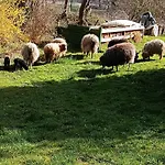 Naturnahe דירה