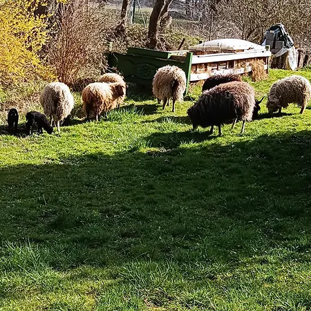Naturnahe Appartement