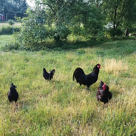 Naturnahe Ruthenbeck